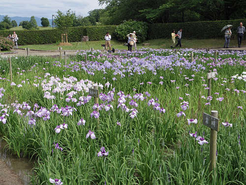 『馬見花菖蒲まつり』2016 @馬見丘陵公園-02 『馬見花菖蒲まつり』2016 @馬見丘陵公園-02
