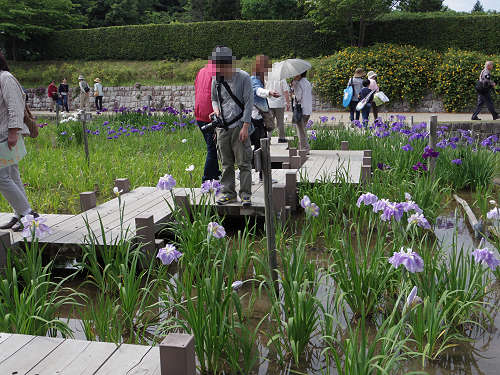 『馬見花菖蒲まつり』2016 @馬見丘陵公園-03 『馬見花菖蒲まつり』2016 @馬見丘陵公園-03