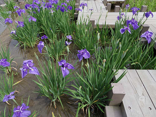 『馬見花菖蒲まつり』2016 @馬見丘陵公園-06 『馬見花菖蒲まつり』2016 @馬見丘陵公園-06