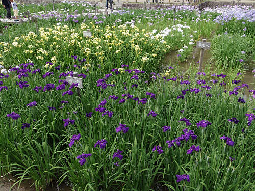 『馬見花菖蒲まつり』2016 @馬見丘陵公園-08 『馬見花菖蒲まつり』2016 @馬見丘陵公園-08