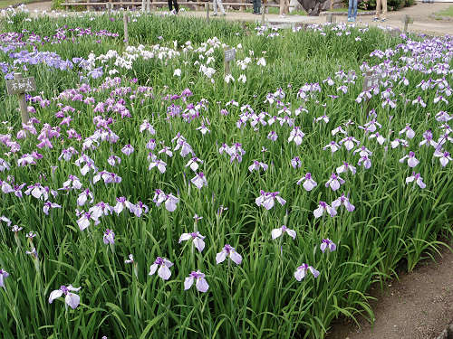 『馬見花菖蒲まつり』2016 @馬見丘陵公園-09 『馬見花菖蒲まつり』2016 @馬見丘陵公園-09