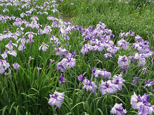 『馬見花菖蒲まつり』2016 @馬見丘陵公園-10 『馬見花菖蒲まつり』2016 @馬見丘陵公園-10