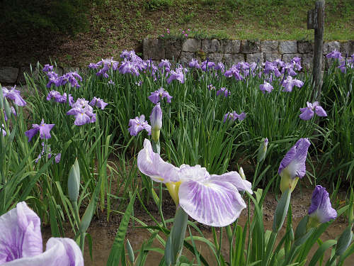 『馬見花菖蒲まつり』2016 @馬見丘陵公園-11 『馬見花菖蒲まつり』2016 @馬見丘陵公園-11