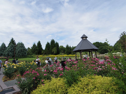 『馬見花菖蒲まつり』2016 @馬見丘陵公園-13 『馬見花菖蒲まつり』2016 @馬見丘陵公園-13