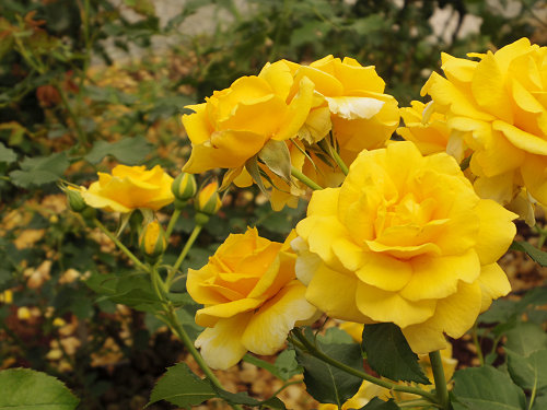 『馬見花菖蒲まつり』2016 @馬見丘陵公園-14 『馬見花菖蒲まつり』2016 @馬見丘陵公園-14
