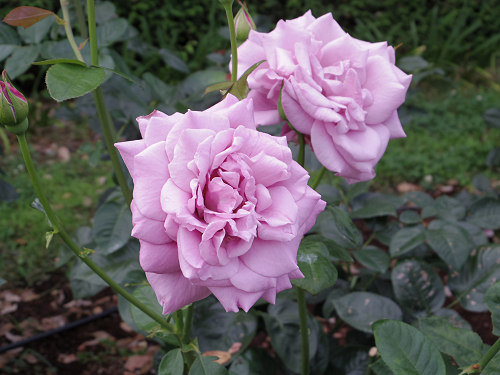 『馬見花菖蒲まつり』2016 @馬見丘陵公園-15 『馬見花菖蒲まつり』2016 @馬見丘陵公園-15