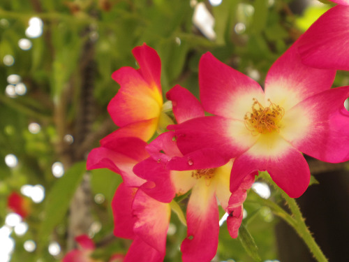 『馬見花菖蒲まつり』2016 @馬見丘陵公園-16 『馬見花菖蒲まつり』2016 @馬見丘陵公園-16