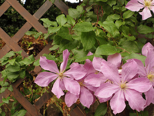 『馬見花菖蒲まつり』2016 @馬見丘陵公園-17 『馬見花菖蒲まつり』2016 @馬見丘陵公園-17