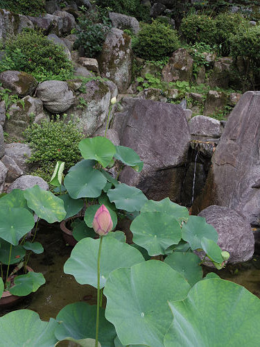 明日香村『岡寺』の無料駐車場-10