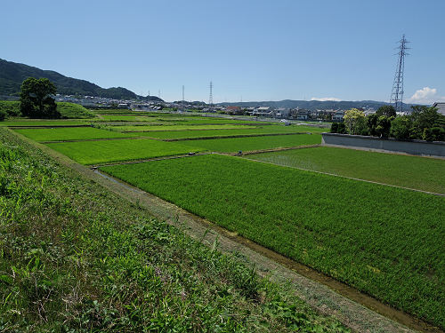 水田の二上山と三日月 ＠香芝市-03
