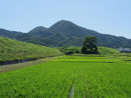 水田の二上山と三日月 ＠香芝市-05
