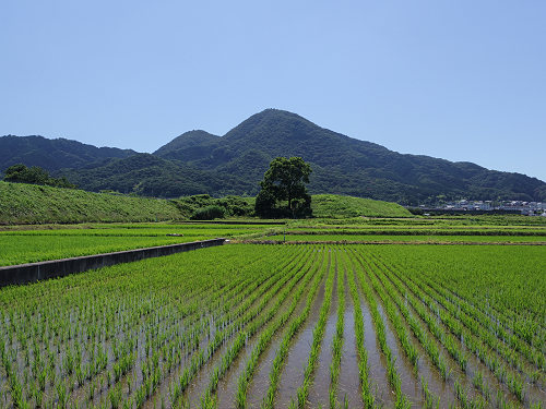 水田の二上山と三日月 ＠香芝市-06