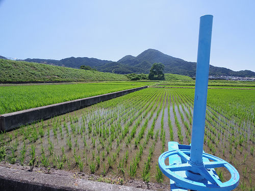 水田の二上山と三日月 ＠香芝市-07