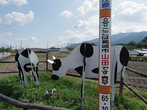葛城山麓のひまわり畑 ＠葛城市山田-01