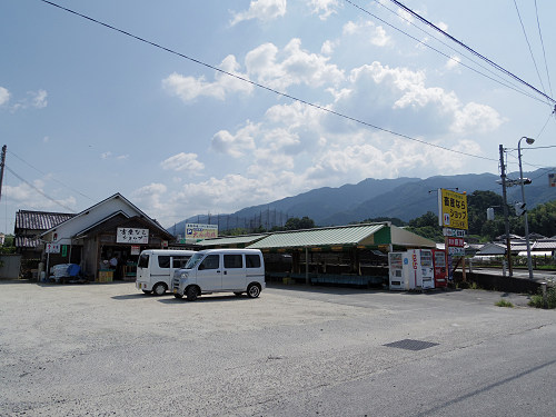 葛城山麓のひまわり畑 ＠葛城市山田-02