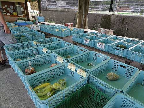 葛城山麓のひまわり畑 ＠葛城市山田-03