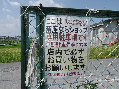 葛城山麓のひまわり畑 ＠葛城市山田-04