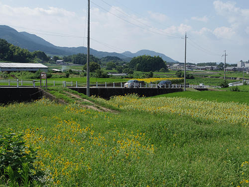 葛城山麓のひまわり畑 ＠葛城市山田-05