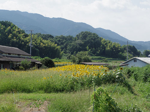 葛城山麓のひまわり畑 ＠葛城市山田-06