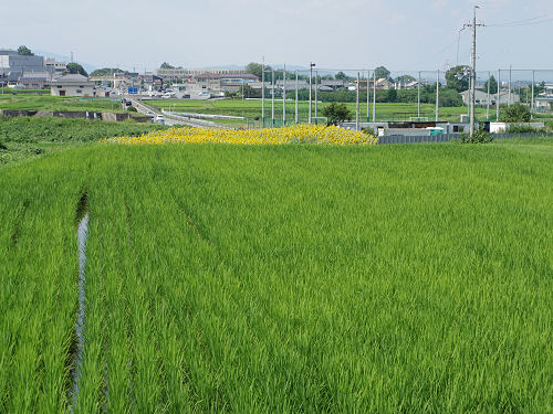 葛城山麓のひまわり畑 ＠葛城市山田-07