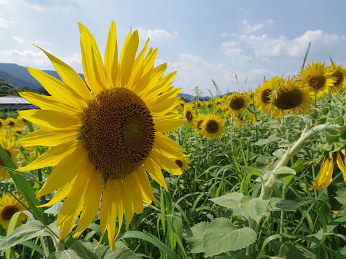 葛城山麓のひまわり畑 ＠葛城市山田-10