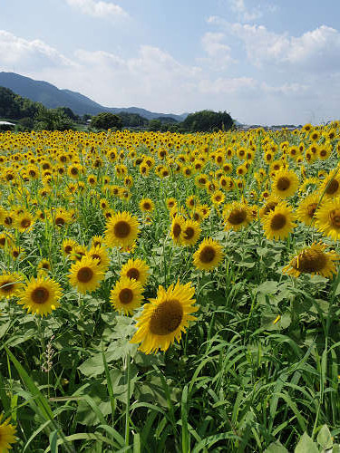 葛城山麓のひまわり畑 ＠葛城市山田-11