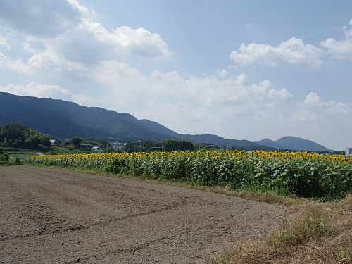 葛城山麓のひまわり畑 ＠葛城市山田-13