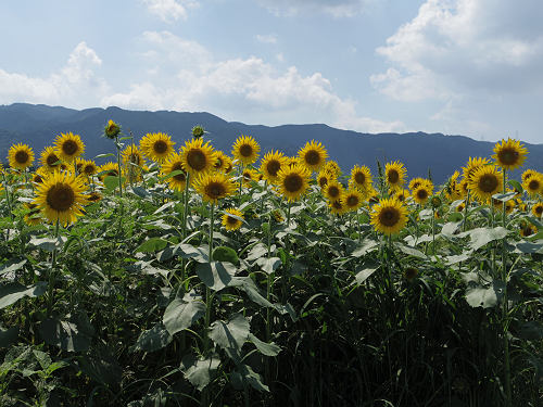 葛城山麓のひまわり畑 ＠葛城市山田-14