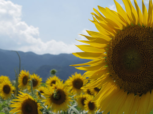 葛城山麓のひまわり畑 ＠葛城市山田-15