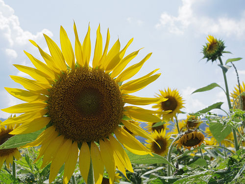 葛城山麓のひまわり畑 ＠葛城市山田-16