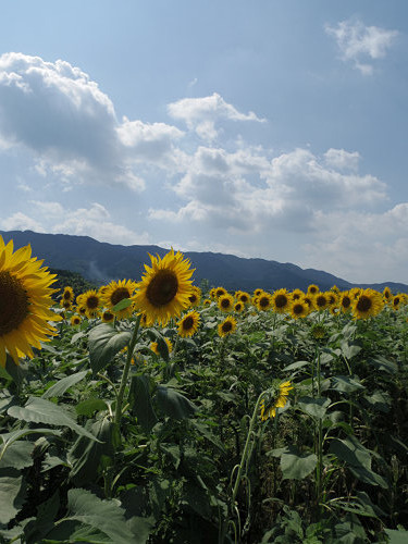 葛城山麓のひまわり畑 ＠葛城市山田-17