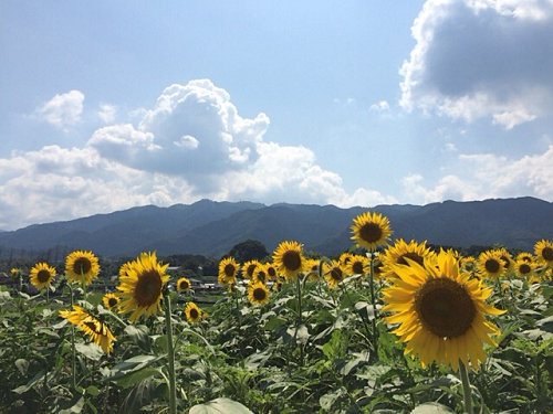 葛城山麓のひまわり畑 ＠葛城市山田-19