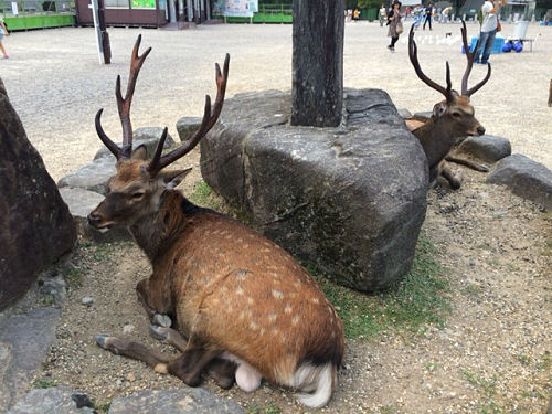 鹿だまり＆鹿行列 ＠奈良公園-01