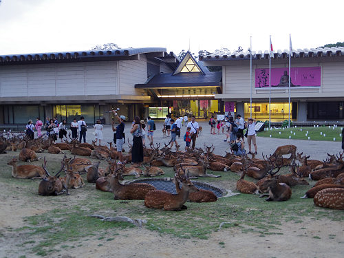 鹿だまり＆鹿行列 ＠奈良公園-02