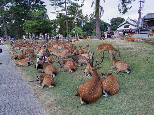 鹿だまり＆鹿行列 ＠奈良公園-03
