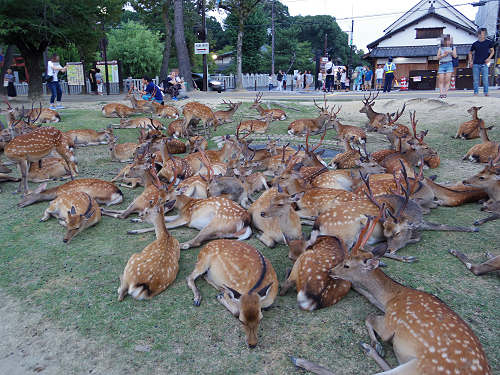 鹿だまり＆鹿行列 ＠奈良公園-04