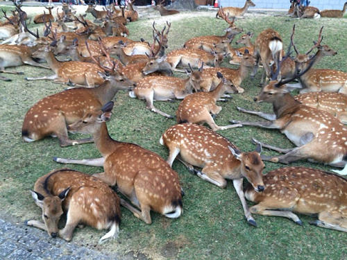 鹿だまり＆鹿行列 ＠奈良公園-07