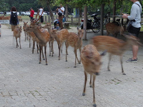 鹿だまり＆鹿行列 ＠奈良公園-08