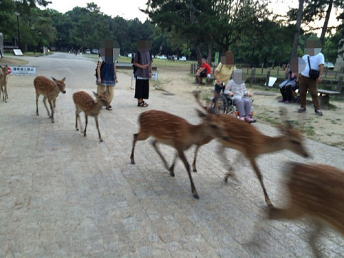 鹿だまり＆鹿行列 ＠奈良公園-09