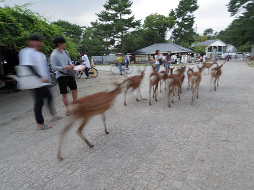 鹿だまり＆鹿行列 ＠奈良公園-10