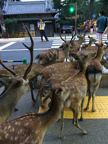 鹿だまり＆鹿行列 ＠奈良公園-11