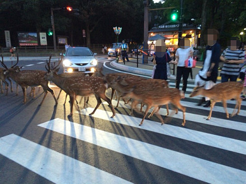 鹿だまり＆鹿行列 ＠奈良公園-12
