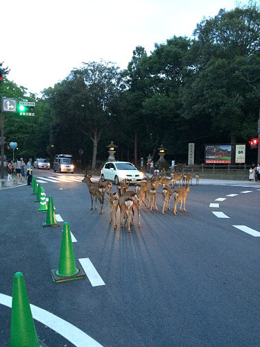 鹿だまり＆鹿行列 ＠奈良公園-13