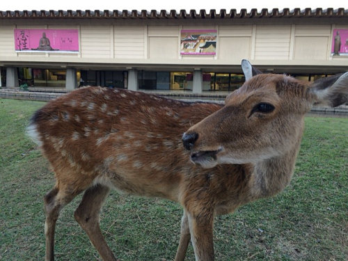 『忍性』展 @奈良博-08 『忍性』展 @奈良博-08