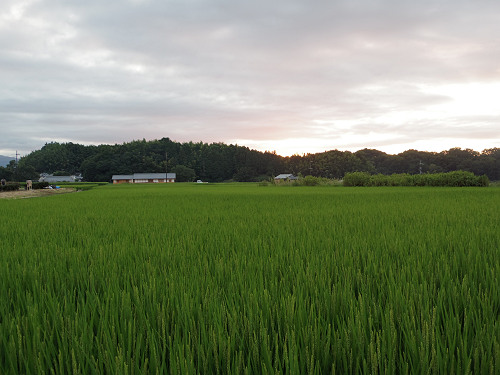飛鳥光の回廊 2016 ～四神降臨～ ＠明日香村-01