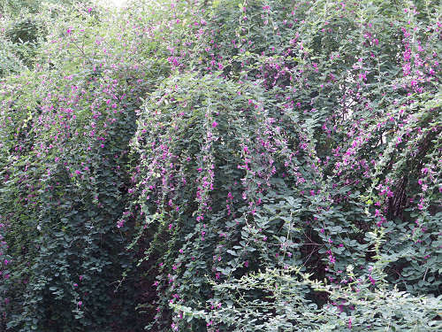 行基葺きの古代瓦の見学＠元興寺-24
