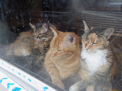 猫窓 ＠やなぎまち商店街（大和郡山市）-05