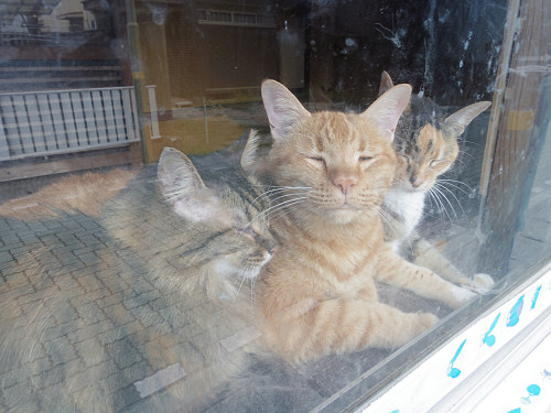 猫窓 ＠やなぎまち商店街（大和郡山市）-07