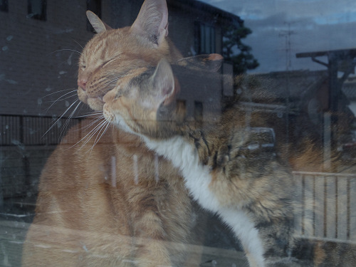 猫窓 ＠やなぎまち商店街（大和郡山市）-09