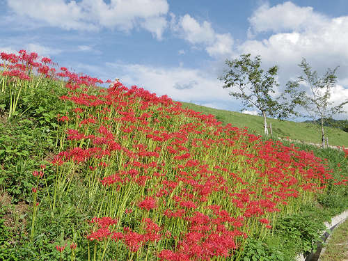 キトラ古墳壁画体験館 四神の館 ＠明日香村-24